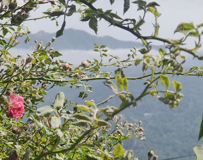 Bar pizzeria Chez Alain, Restaurant à Silvareccio