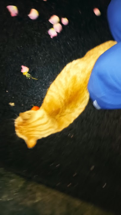 Pizza Roma, Restaurant à Drusenheim