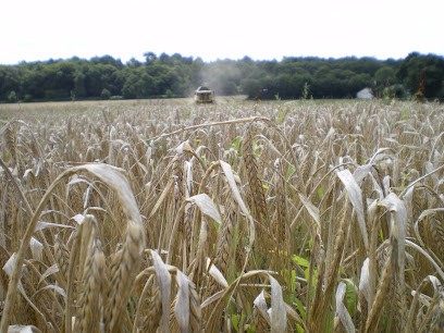 Brasserie La Bambelle, Restaurant à Saint-Gravé