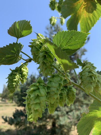 Brasserie du Verrou, Restaurant à Livron-sur-Drôme